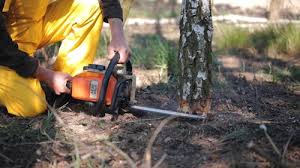 Leaf Removal in Coal Valley, IL